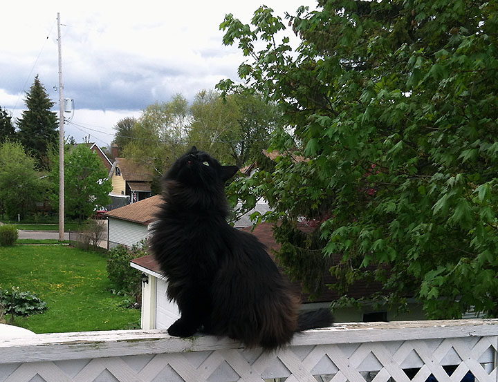 Pet Pics, 05222016&nbsp;edition