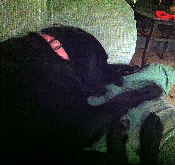 Black Lab biting blanket