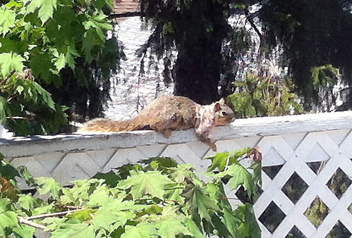 Squirrel sunning itself on balcony rail