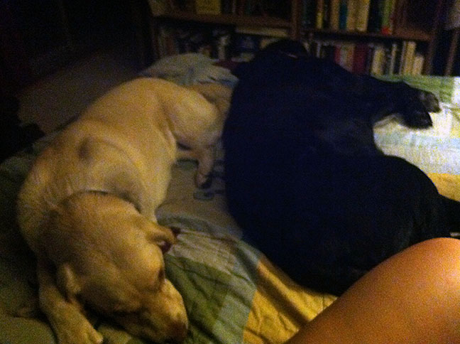 Dogs sleeping on bed