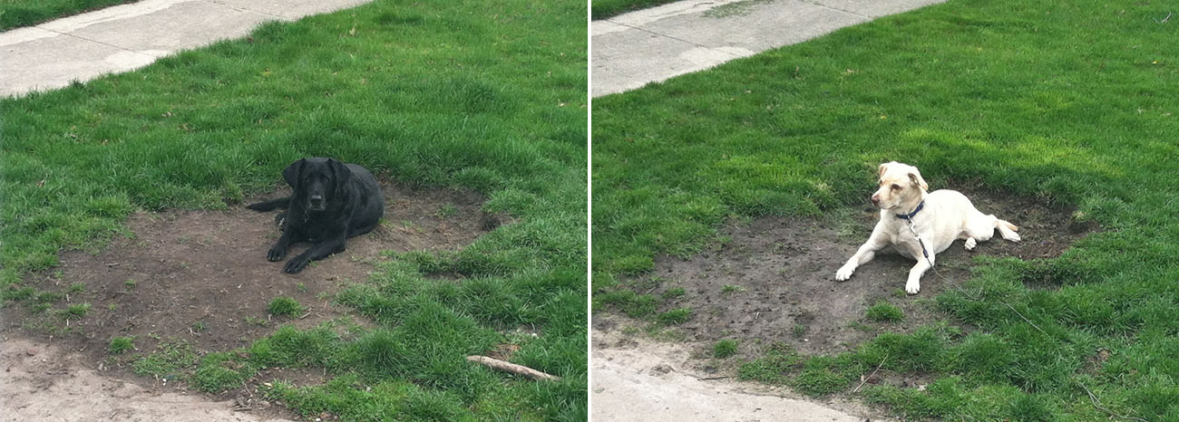 Two photos of dogs in the same hole.