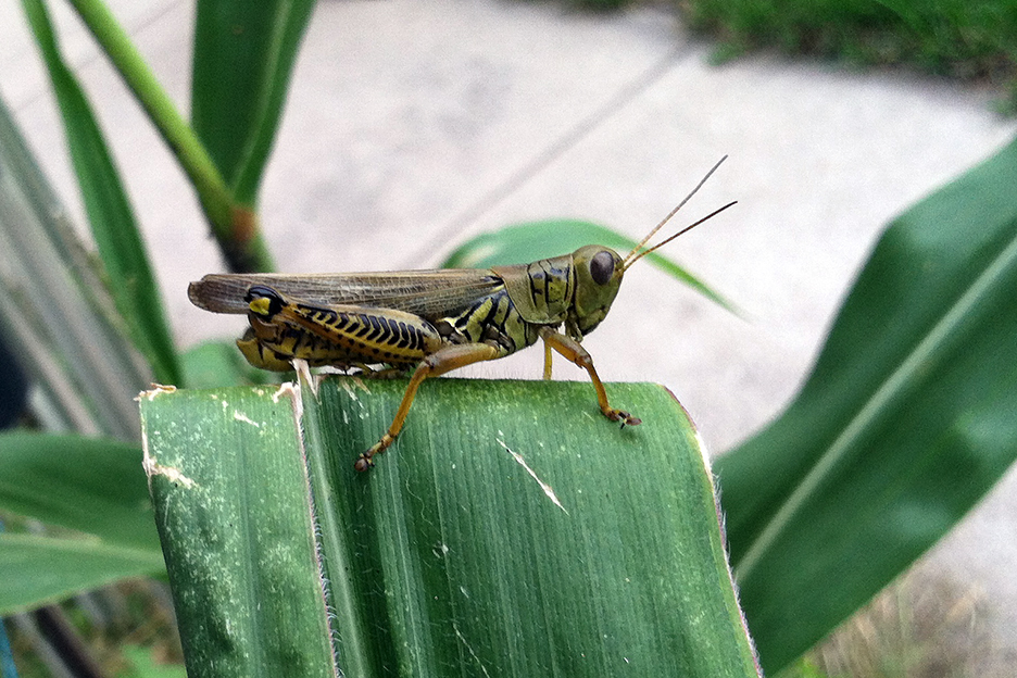 083016corngrasshopper