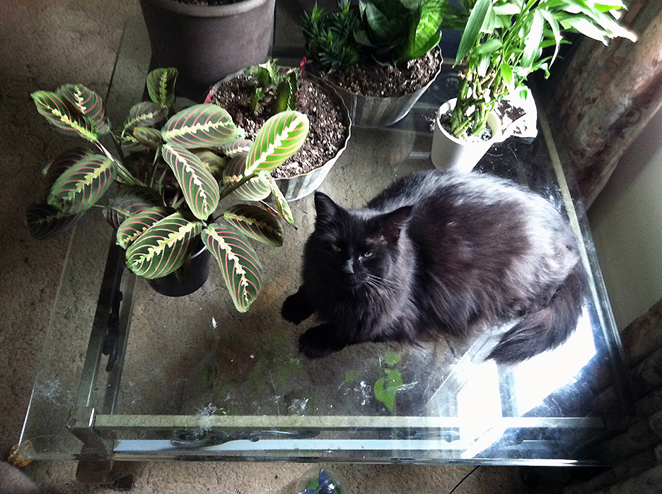 Pet Pic, 09102016&nbsp;edition