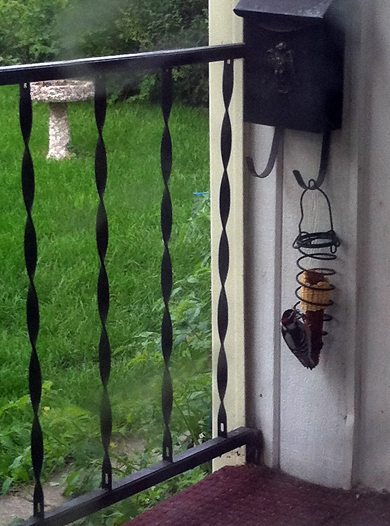 woodpecker on corn cob