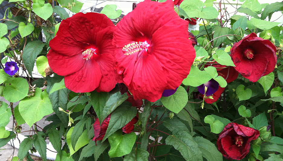 Plant Pic, 09302016 edition