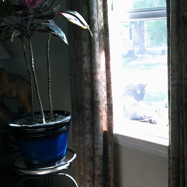 Daryl sitting outside in windowbox