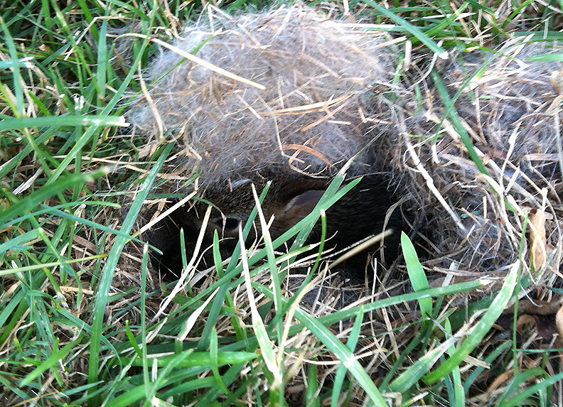 Pet Pics, 10022016 bunny&nbsp;edition