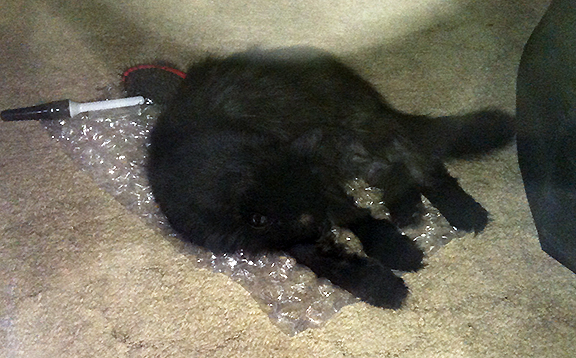 Daryl on bubble wrap