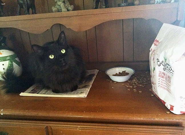 Pet Pics, 10082016&nbsp;edition