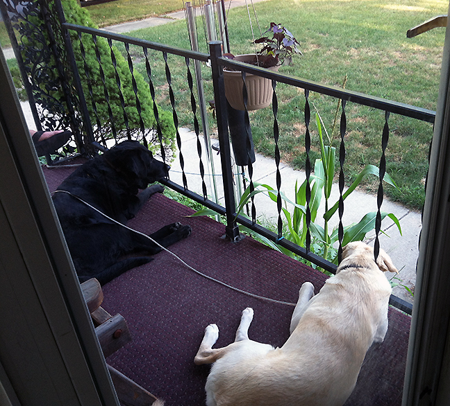 Pet Pics, 10042016&nbsp;edition