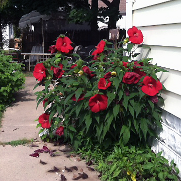 080116hibiscusexplosion