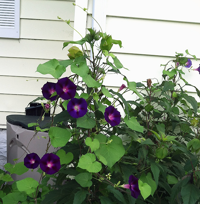 082216morningglorybush