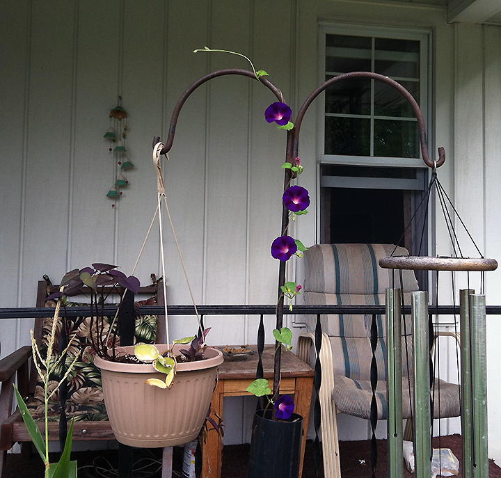 082216morninggloryhook