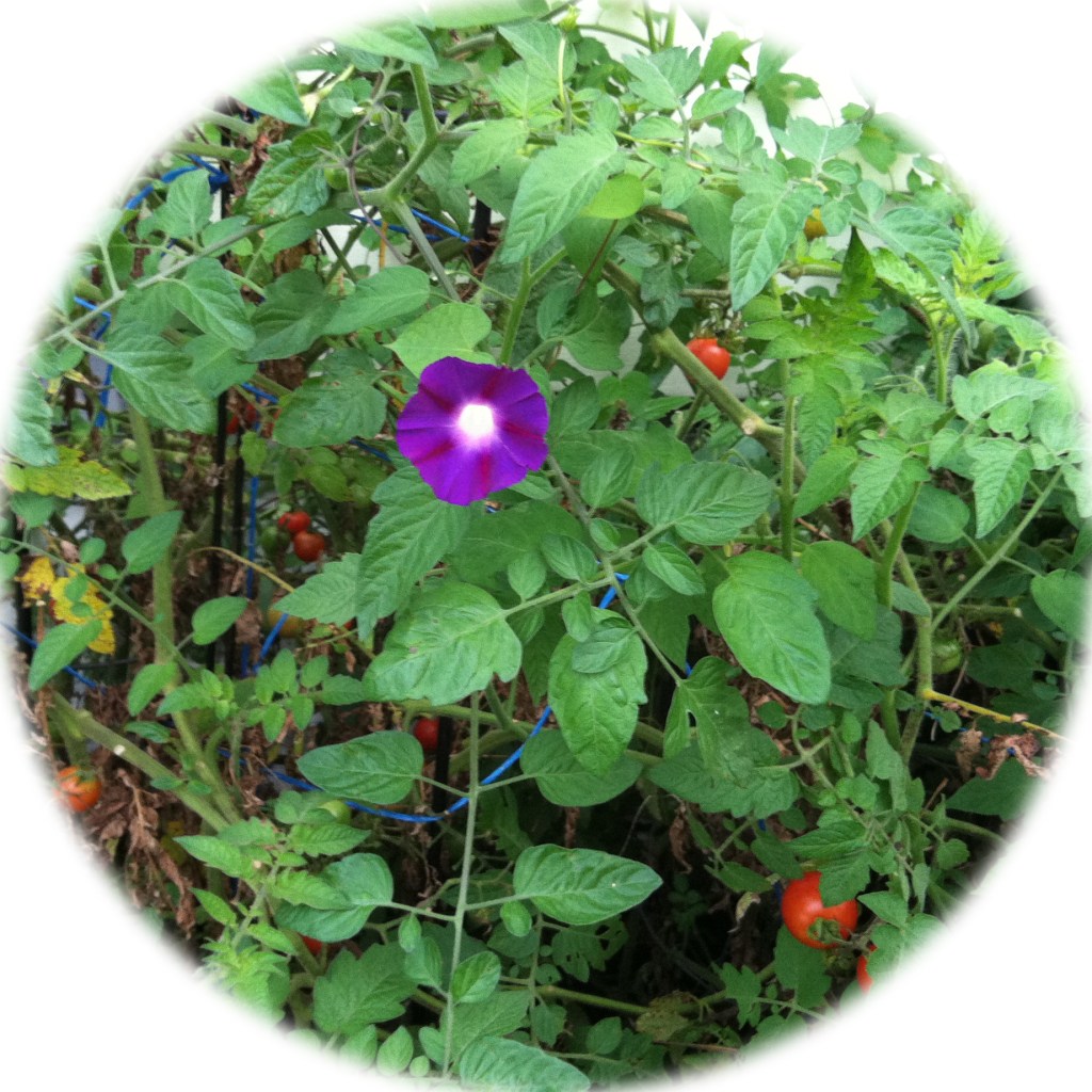 Plant Pics, 10032016&nbsp;edition