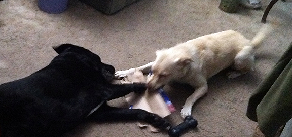 Pet Pics, 10142016 edition