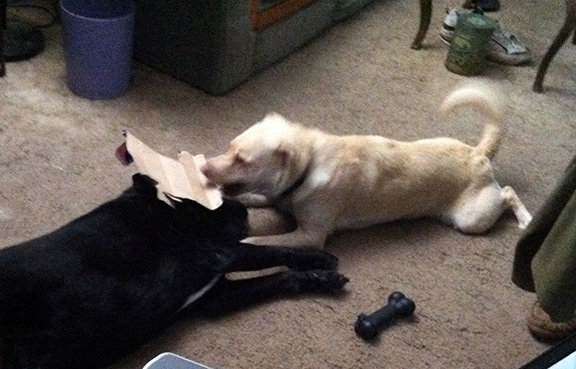 two dogs fighting over a box