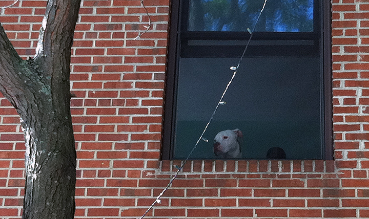 dog in window