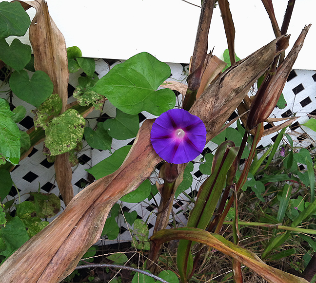 Purple moring glory at the base of a cornstalk
