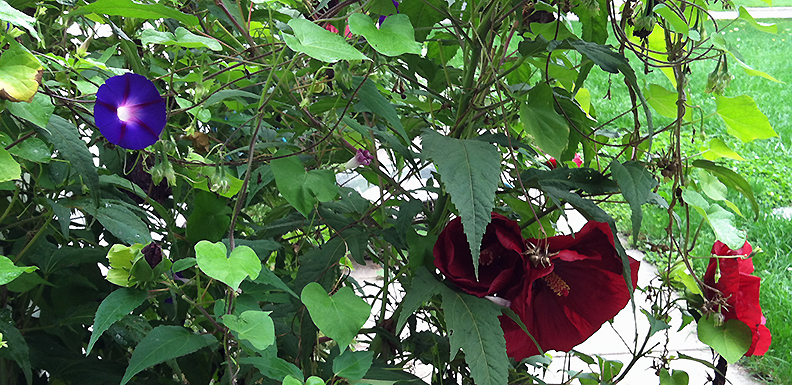 Morning glory and hibuscus coexisting