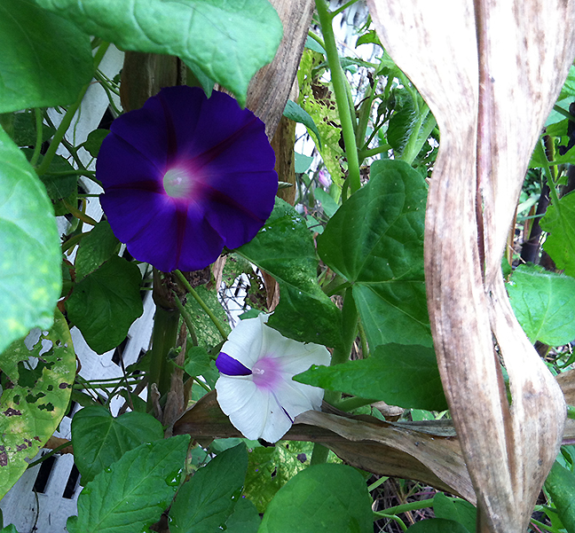 Purple and striped morning glories