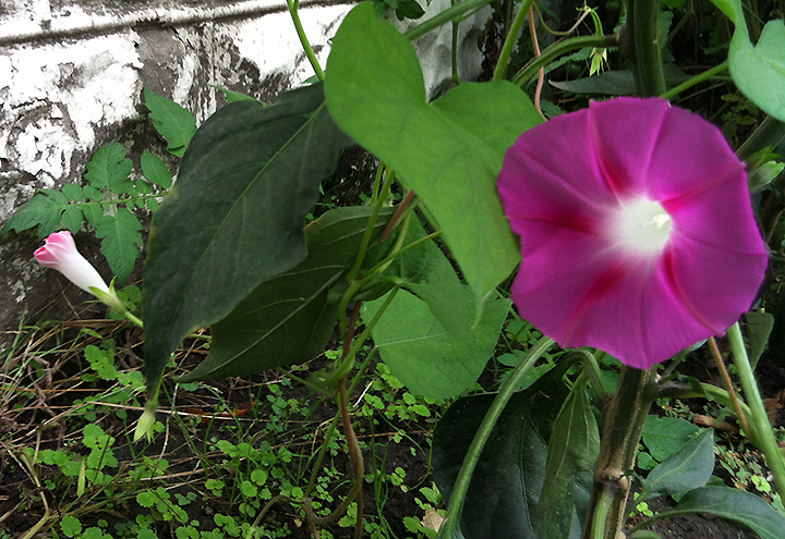 Pink morning glory