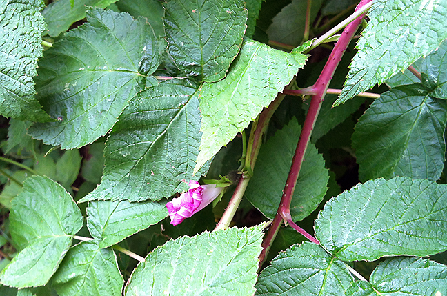 Morning glory in raspberries