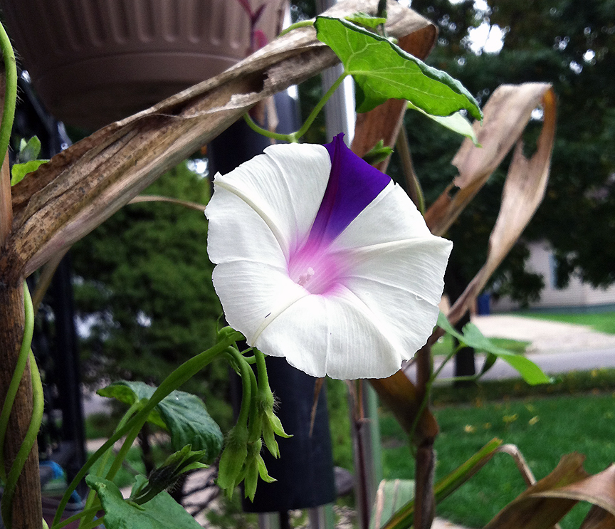 White morning glory with purple stripe