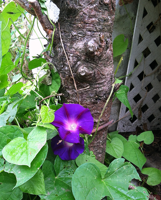 Purple morning glory around the base of a tree