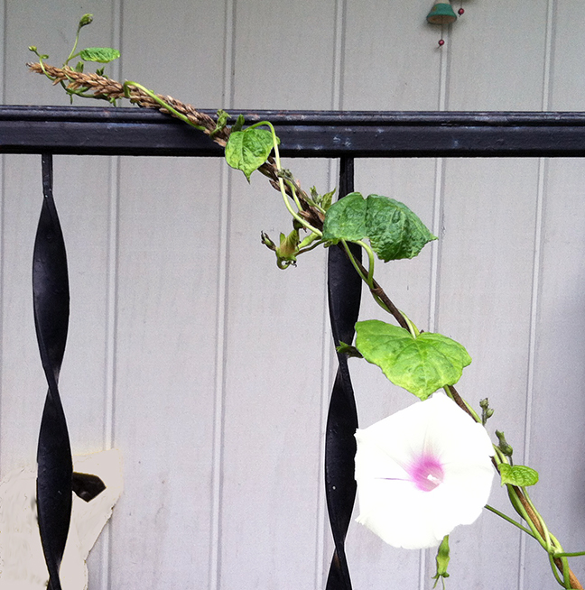 White morning glory twisting around the end of corn