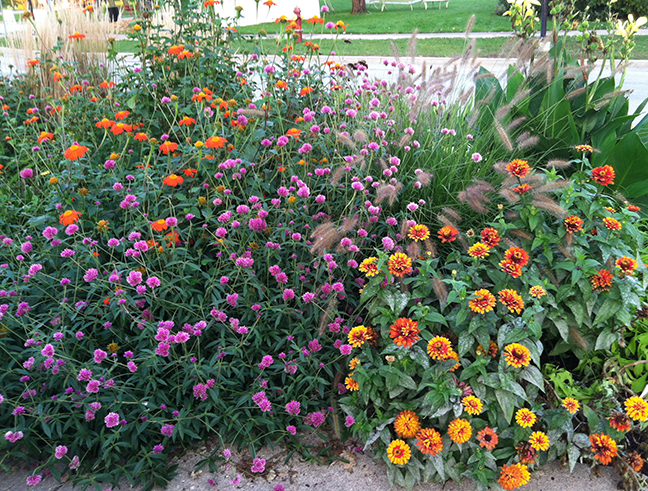 flower bed