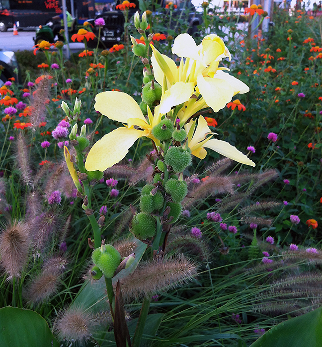 Plant Pics, 10092016 edition