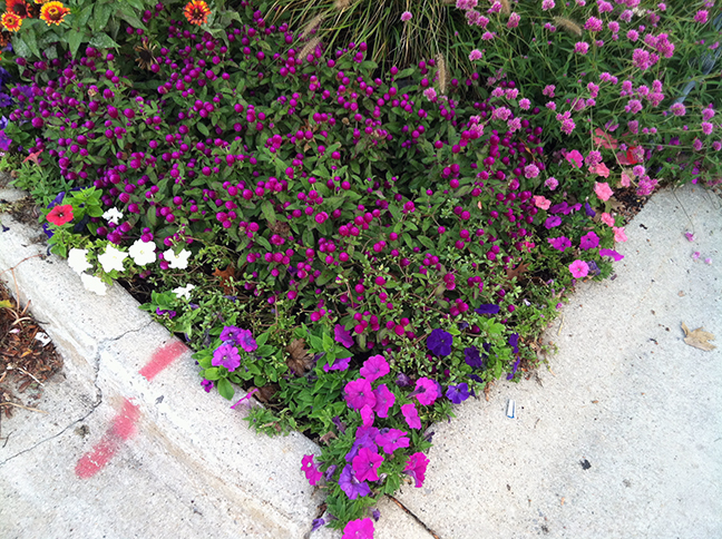 purple flower bed
