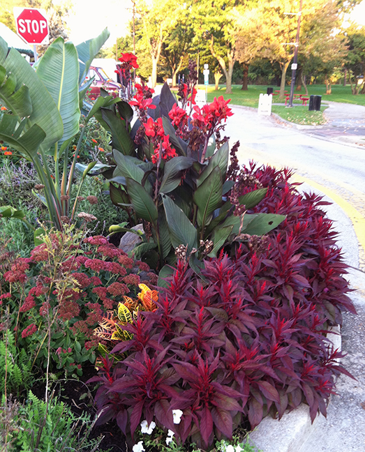 red flower bed