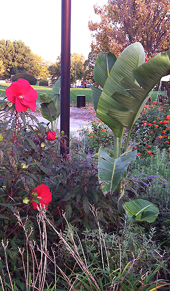tall tropical plant in flower bed