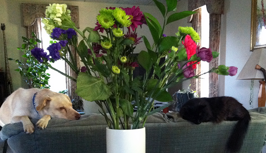 Pet Pic, 101316&nbsp;edition