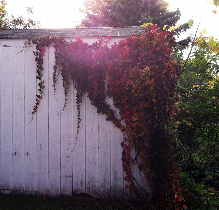 Vines with autumn coloring