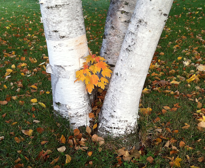 A tiny maple tree growing out of the base of a birch tree