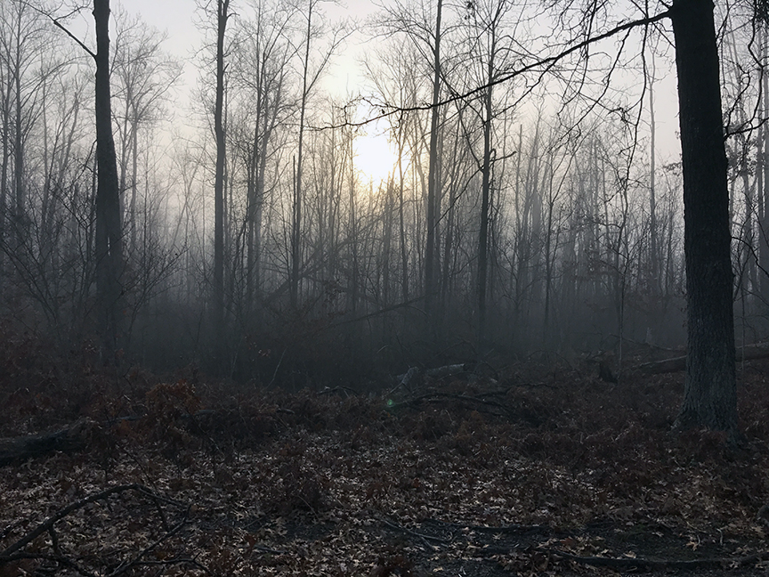View of woods in fog