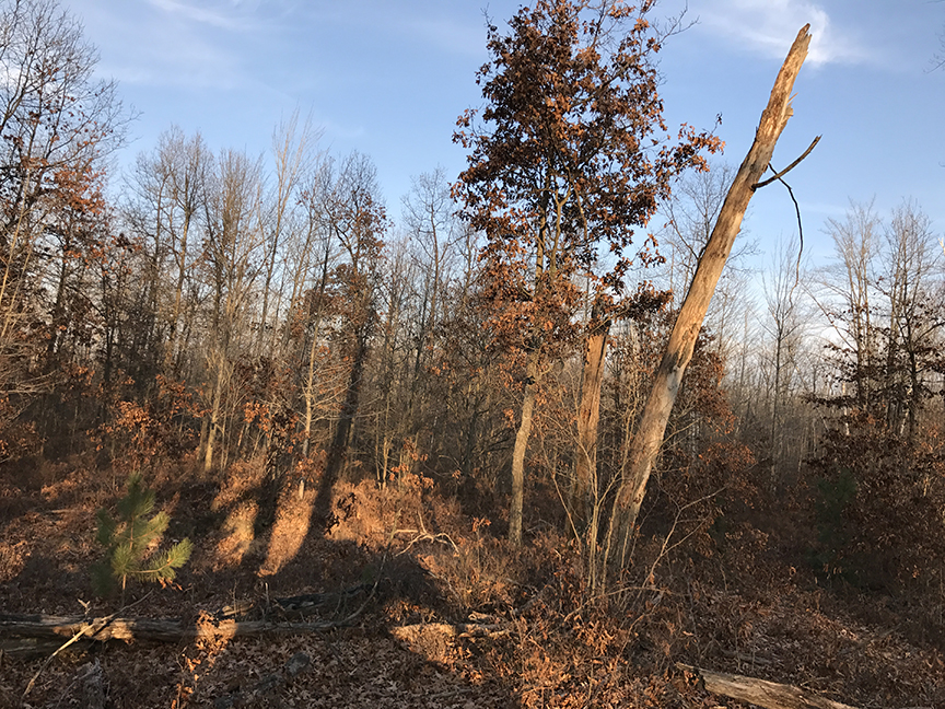Sunset silhouette in the woods