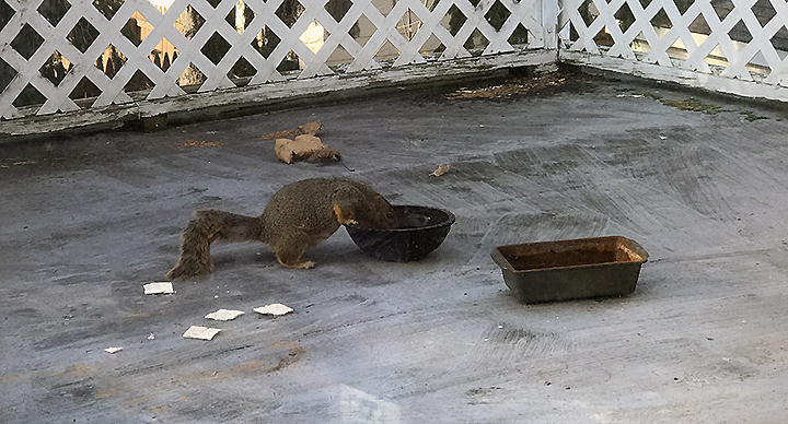 Squirrel drinking water from a red glass bowl