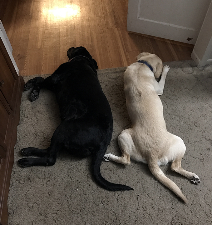 Maggie and Abbey lying in a doorway