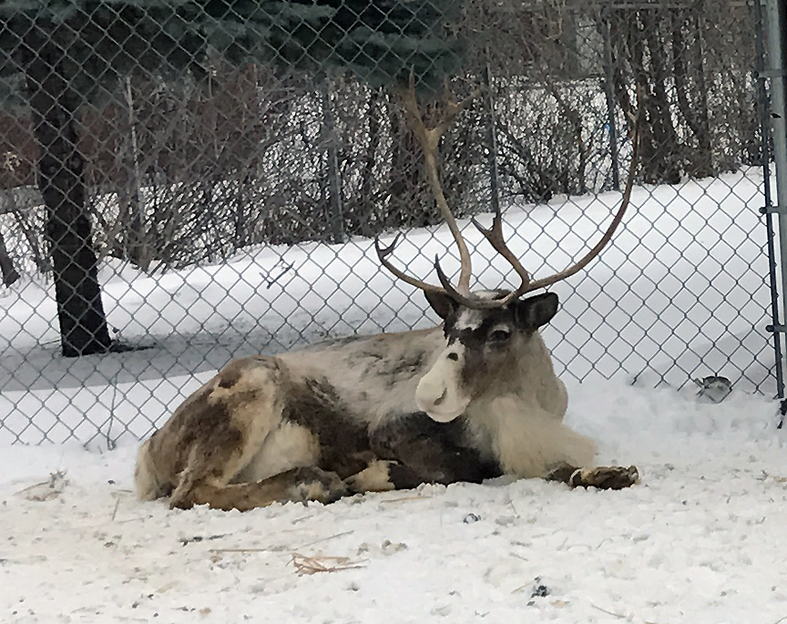 Reindeer lying in snow