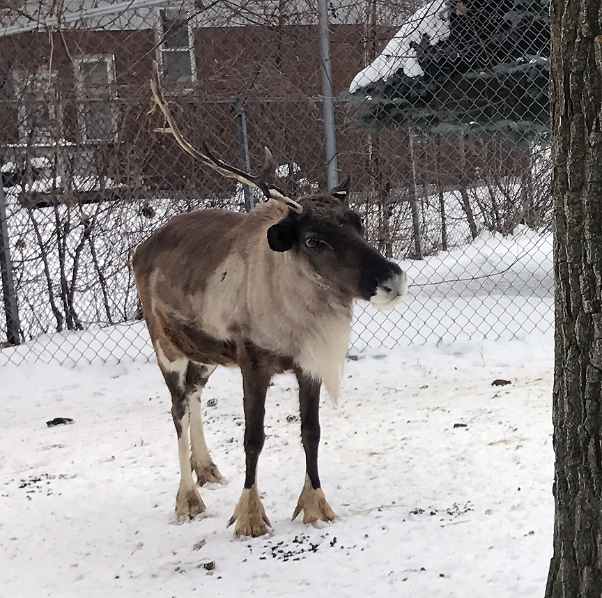 A reindeer with one antler