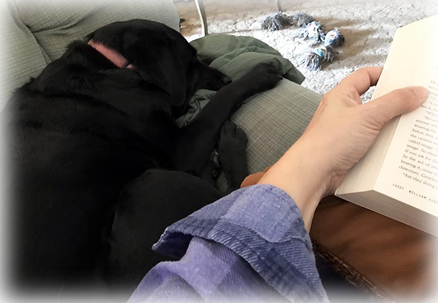 Maggie dozing while I read