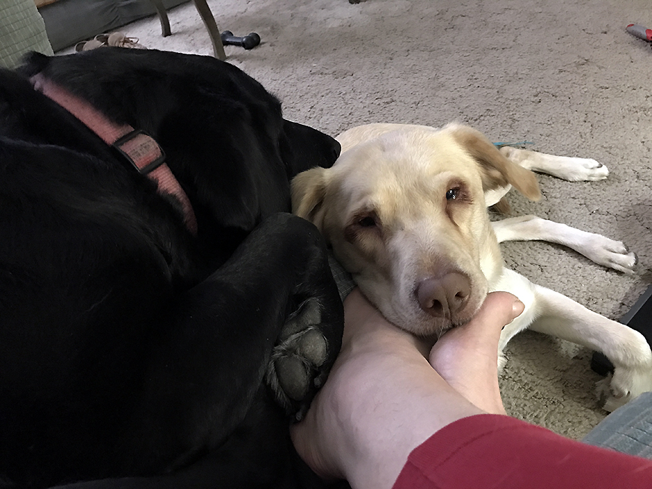 Pet Pics, 01042017&nbsp;edition