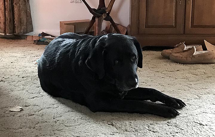 Pet Pics, 01142017&nbsp;edition