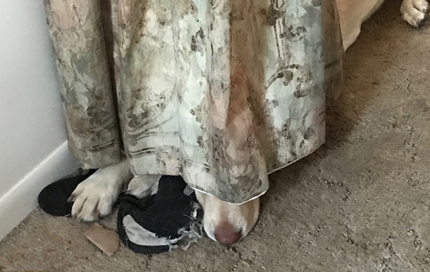 Abbey sleeping under a curtain