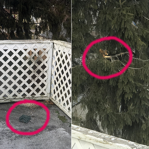 Side-by-side photos, one of an empty suet cake cage, the other of a squirrel in a Norwegian pine eating said suet cake