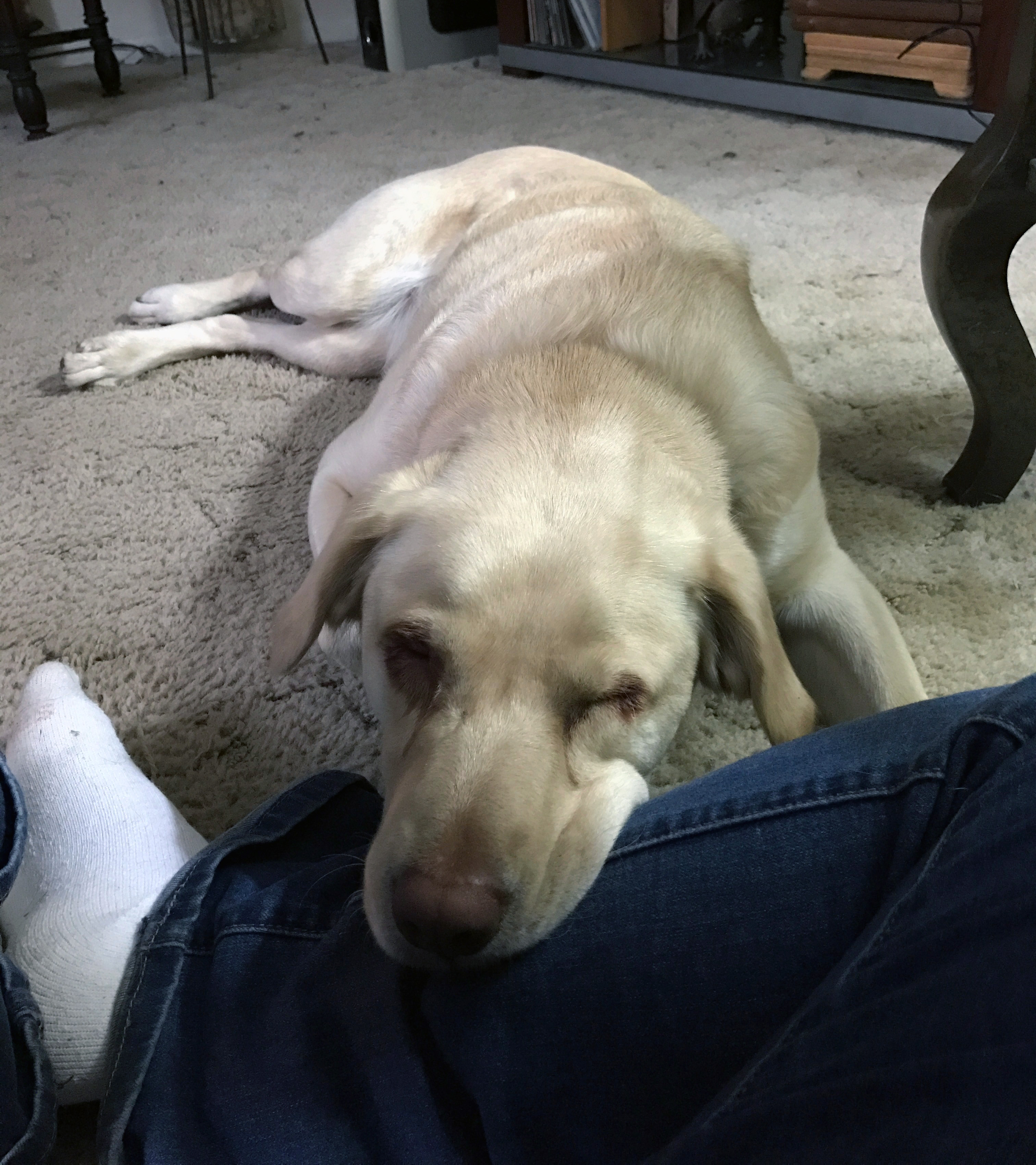 Pet Pic, 02242017 edition