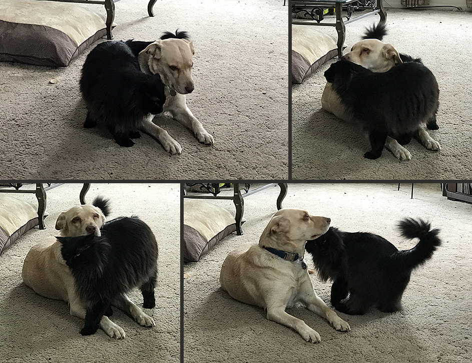 Pet Pics, 03132017 edition